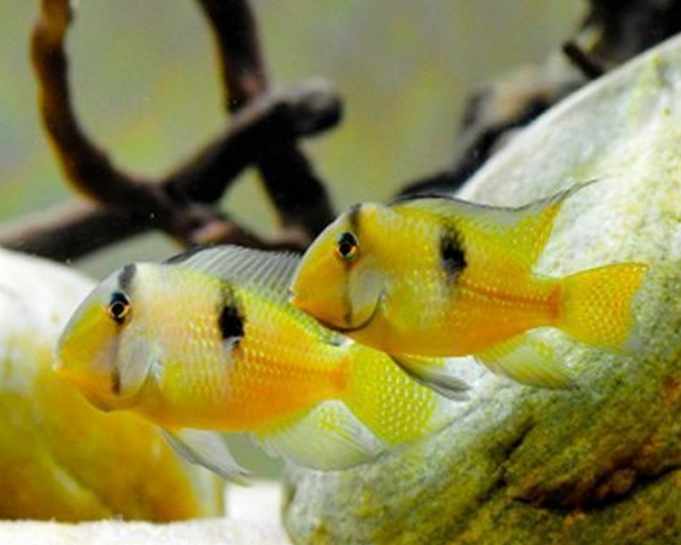 Bandit Cichlid - Guianacara dacrya ~ 2cm - 3cm